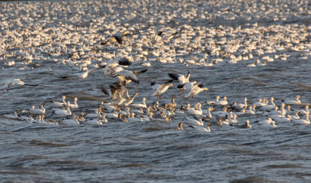 white Snow goose at Richmond British Columbia Canada,  north americanの写真素材
