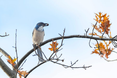 California Scrub Jay eats acorn at British Columbia Canada; north american