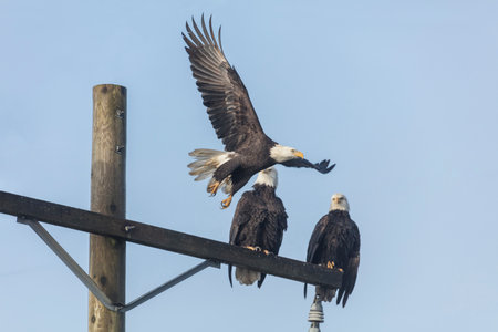 Bald Eagle perched on top of a utility pole at Delta British Columbia Canada; north americanの写真素材