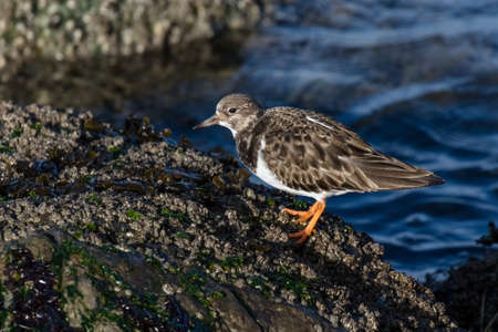 Ruddy Turnstone shorebird at British Columbia Canada; north americanの写真素材