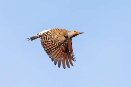 northern flicker at Delta British Columbia,  Canada,  north americanの写真素材