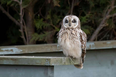Short eared owl at Delta British Columbia,  Canada,  north americanの写真素材