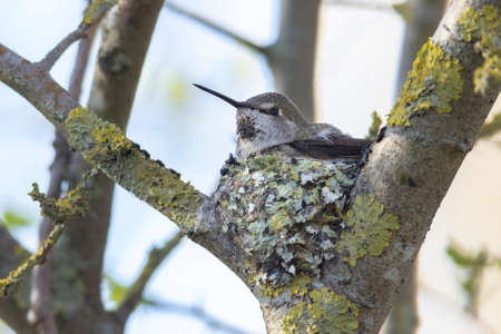 Anna's hummingbird nest at Delta BC Canadaの写真素材