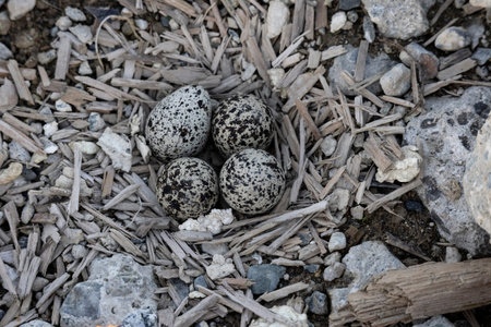 killdeer shorebird eggs at Vancouver BC Canada