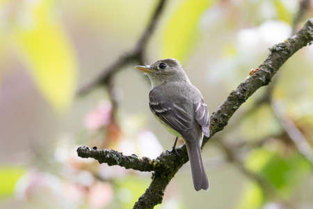 Flycatcher bird at Vancouver BC Canadaの写真素材