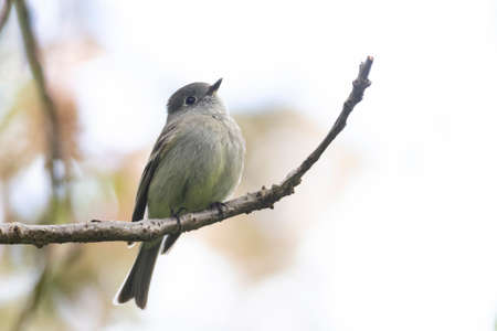 Flycatcher bird at Vancouver BC Canadaの写真素材