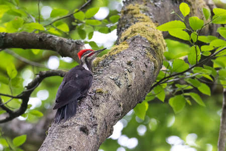 pileated woodpecker bird at Vancouver BC Canadaの写真素材
