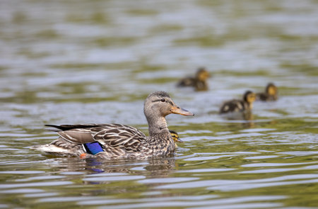 Mallard duck with chick at Vancouver BC Canada
