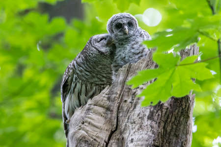 Barred Owl and owlet at Delta  BC Canadaの写真素材