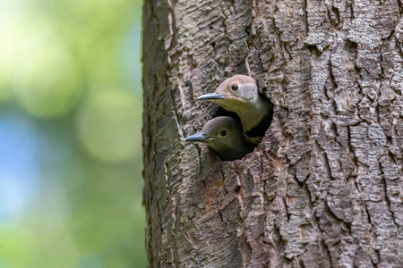 Northern flicker chick bird at Vancouver BC Canadaの写真素材