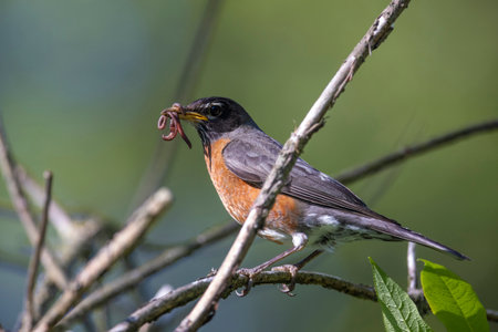 American robin bird and earthworm at Vancouver BC Canadaの写真素材