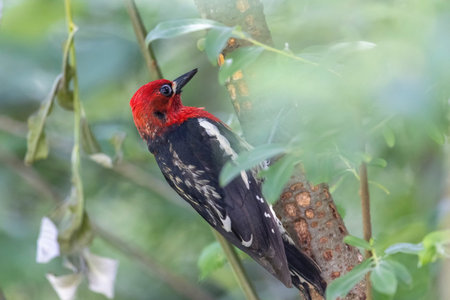 Red breasted sapsucker bird at North Vancouver BC Canada