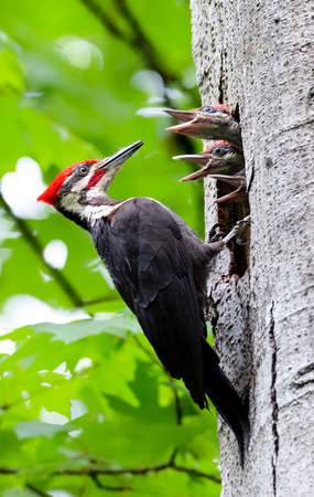 pileated woodpecker and chicks at Vancouver BC Canadaの写真素材