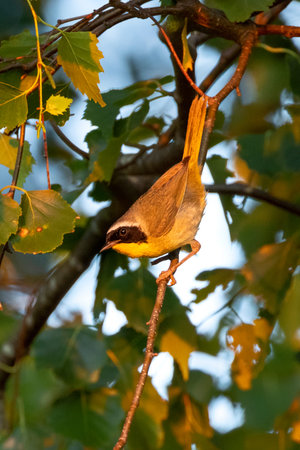 male common yellowthroat bird at Vancouver BC Canadaの写真素材