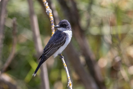 Eastern kingbird bird at Port Coquitlam BC Canadaの写真素材