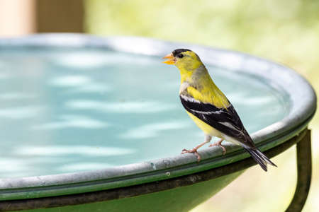 American Goldfinch bird at Vancouver BC Canadaの写真素材
