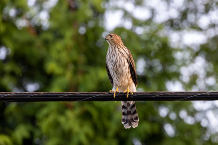 juvenile Cooper's hawk bird at Vancouver BC Canada