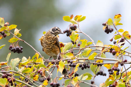 young American robin bird at Vancouver BC Canadaの写真素材