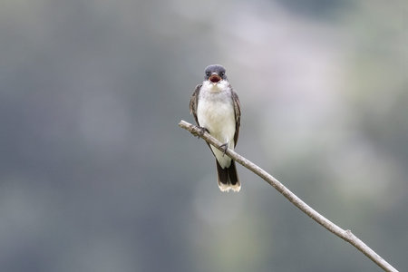 Eastern kingbird bird at Port Coquitlam BC Canada