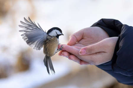 Hand feeding a Black capped chickadee bird at Vancouver BC Canadaの写真素材