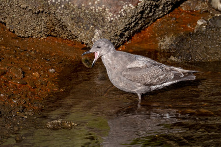Glaucous Winged Gull eat Sea urchins at Vancouver BC Canadaの写真素材