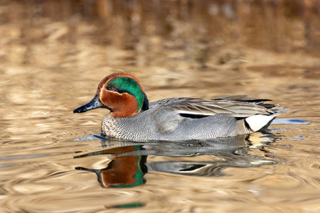 Eurasian teal duck at Vancouver BC Canada