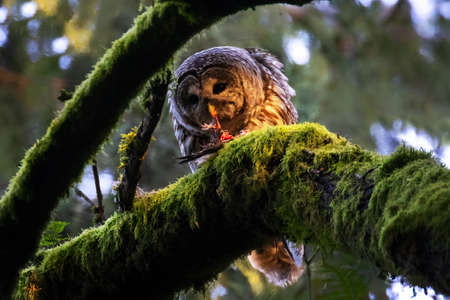 Barred Owl eating at Vancouver BC Canadaの写真素材