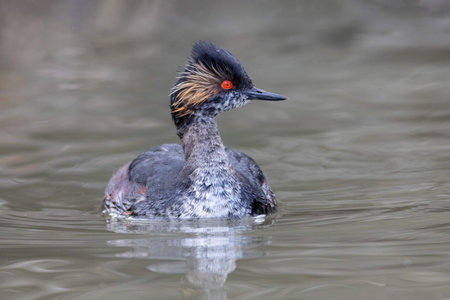 Eared Grebe bird at Vancouver BC Canadaの写真素材