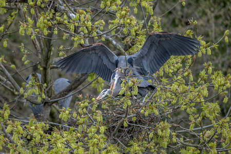 great blue heron nesting at Vancouver BC Canadaの写真素材