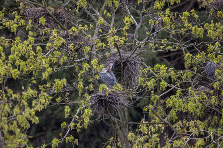 great blue heron nesting at Vancouver BC Canada