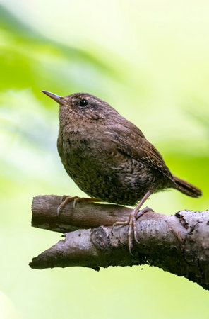 Pacific wren bird at Vancouver BC Canadaの写真素材