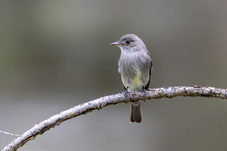 Western Wood-Pewee bird at Vancouver BC Canada