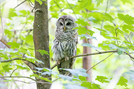 Barred Owl bird at Port Coquitlam BC Canada, July 2022の写真素材
