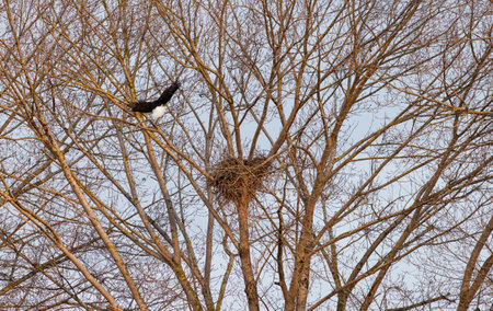 bald eagle nest  at Vancouver BC Canadaの写真素材