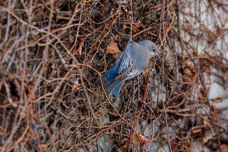 Female Mountain Bluebird at Vancouver BC Canadaの写真素材