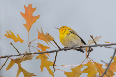 Prothonotary Warbler, first in winter at Vancouver BC Canada