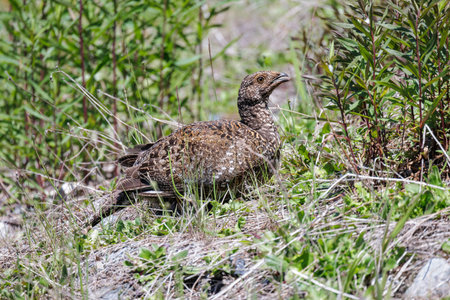 Female Sooty Grouse bird at Vancouver BC Canadaの写真素材