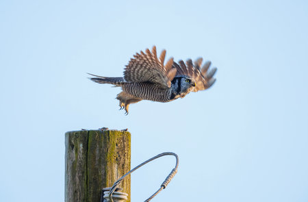 Northern hawk owl bird at Vancouver BC Canadaの写真素材