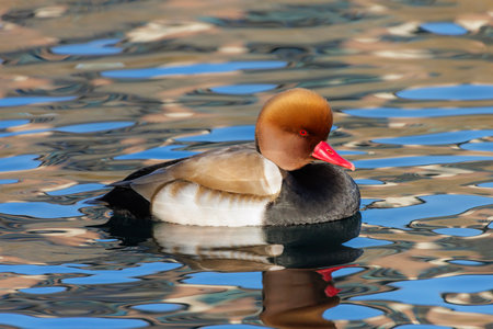 Red crested Pochard duck at Beijing Chinaの写真素材