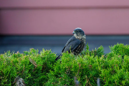 Merlin bird at Vancouver BC Canada