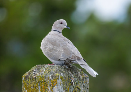Eurasian Collared Dove bird at Vancouver BC Canadaの写真素材