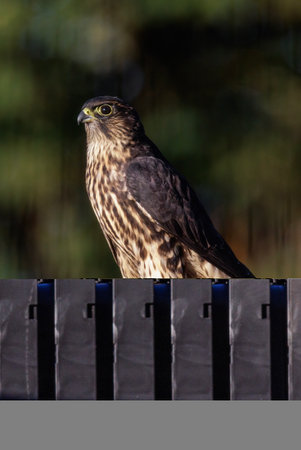 Merlin bird at Vancouver BC Canadaの写真素材