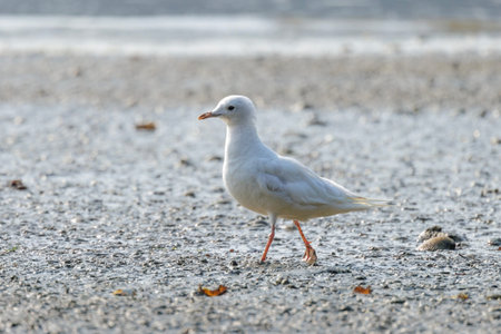 Leucistic Short billed Gull bird at Vancouver BC Canadaの写真素材