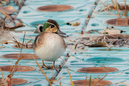Baikal Teal bird at Beijing China