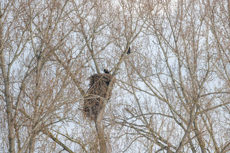Barn owl nest at Vancouver BC Canadaの写真素材