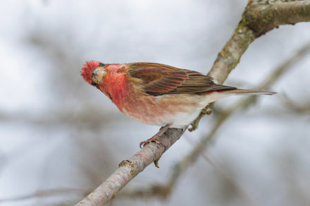Purple Finch bird at Vancouver BC Canadaの写真素材