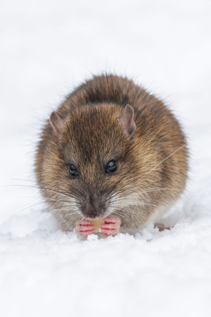 Brown rat, Norway rat  at Vancouver BC Canada