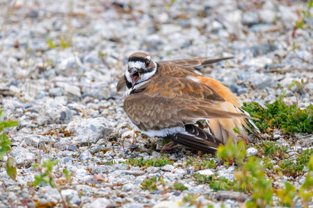 killdeer bird at Vancouver BC Canadaの写真素材