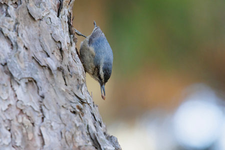 Eurasian Nuthatch bird at Beijing Chinaの写真素材