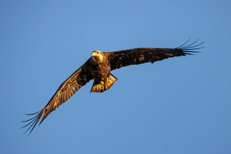 Bald eagle bird at Vancouver BC Canada